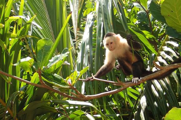 cahuita national park capuchin monkey