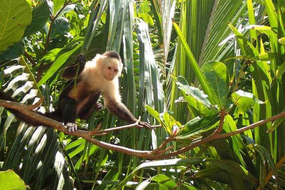 baby white-faced capuchin in the verdant rainforests of cahuita national park