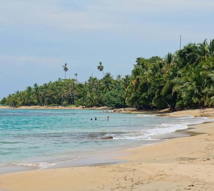 Costa rica caribbean coast beach with beautiful tropical vegetation on the caribbean coast of costa rica punta uva