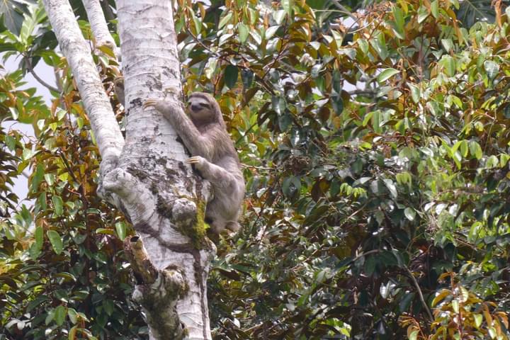 Costa rica caribbean puerto viejo cahuita sloth cropped
