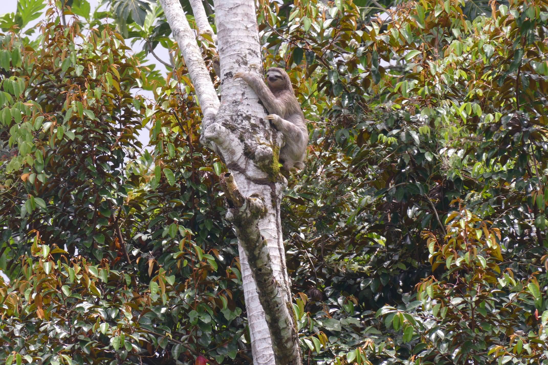 Costa rica caribbean puerto viejo cahuita sloth