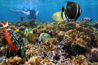 Costa rica caribbean snorkelling c adobe stock