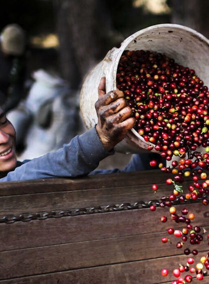 Coffee harvest, Central Valley