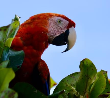 Costa rica clarke extra 2