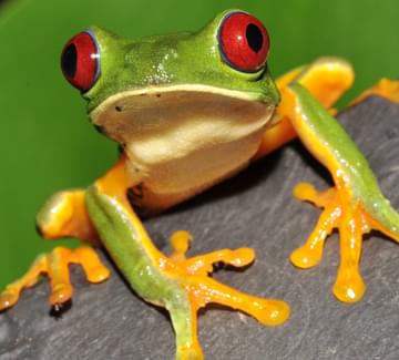 red-eyed tree frog on a leaf