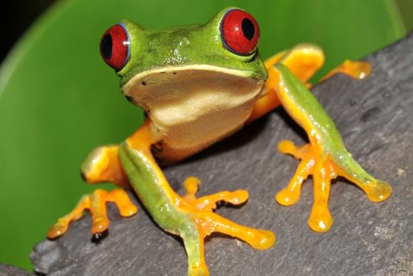 red-eyed tree frog on a leaf
