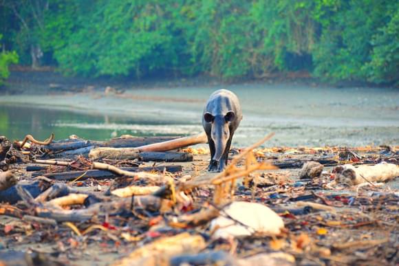a bairds tapir walks towards the camera on a wild beach in corcovado national park