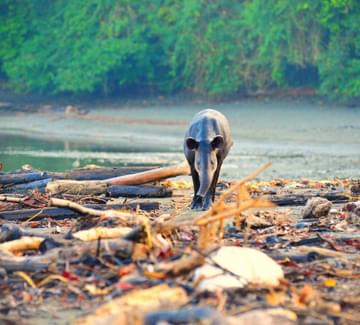 bairds tapir walking towards the camera on a wild beach at corcovado national park
