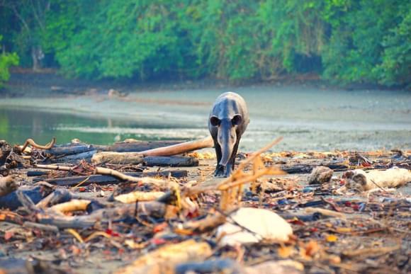 a bairds tapir walks towards the camera on a wild beach in corcovado national park