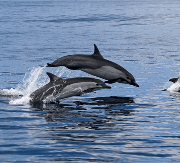 a pod of dolphins frolic in the sea