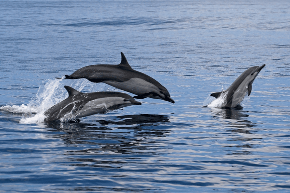 a pod of dolphins frolic in the sea