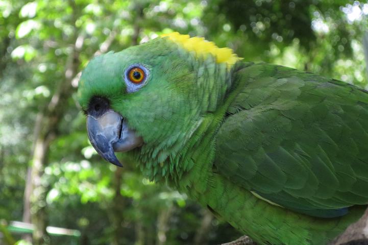 Costa rica dominical parrot c thomas power pura aventura