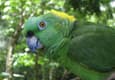 Costa rica dominical parrot c thomas power pura aventura