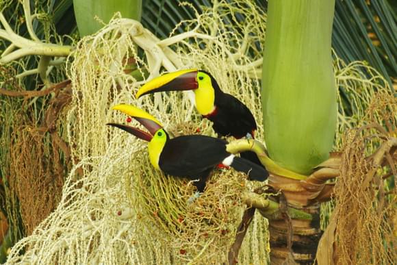 Toucans on Costa Rica's Pacific coast