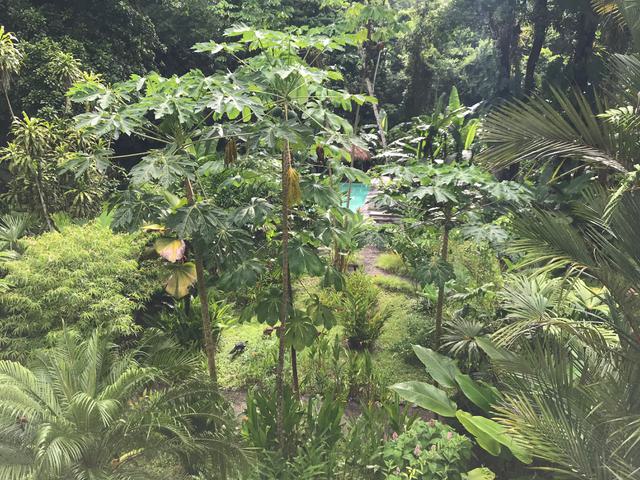 Costa rica golfo dulce pool gardens c thomas power pura aventura