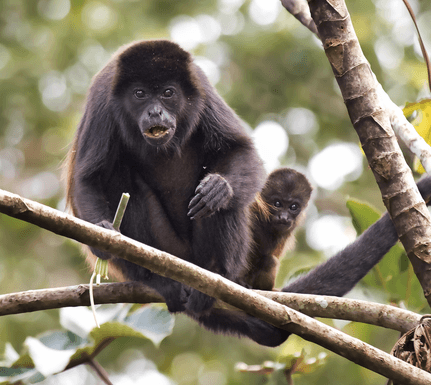 Costa rica howler monkey canva