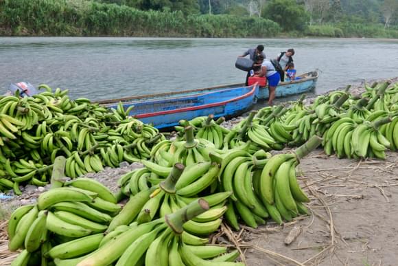 bananas piled by a river in costa rics