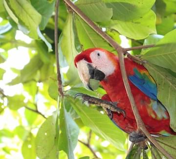 scarlet macaw eating a leaf near carara national park