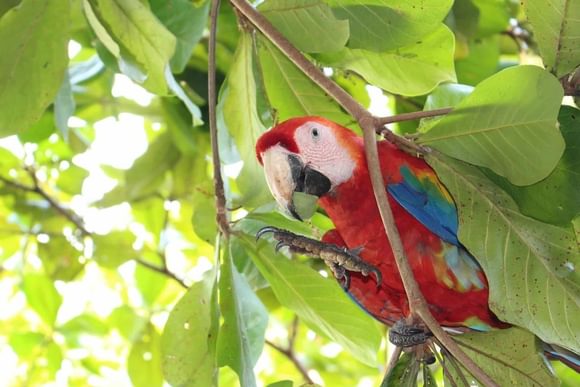 scarlet macaw eating a leaf near carara national park