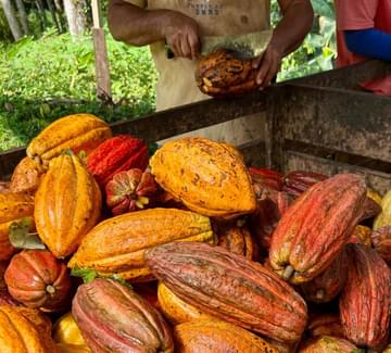a pile of yellow and orange cacao fruits being cut open by a pair of local men during the cacao harvest