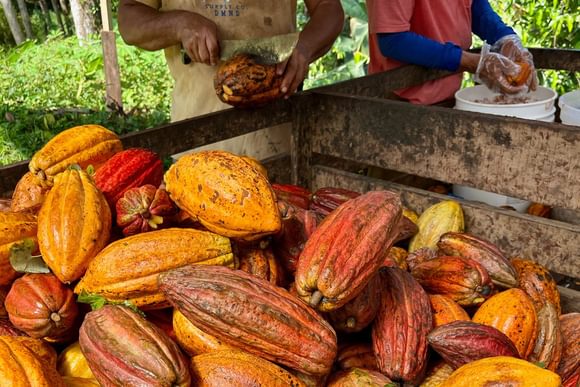 a pile of yellow and orange cacao fruits being cut open by a pair of local men during the cacao harvest