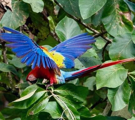 Costa rica macaw lodge