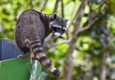 Costa rica manuel antonio racoon climbing a garbage bin in manuel antonio national park costa rica