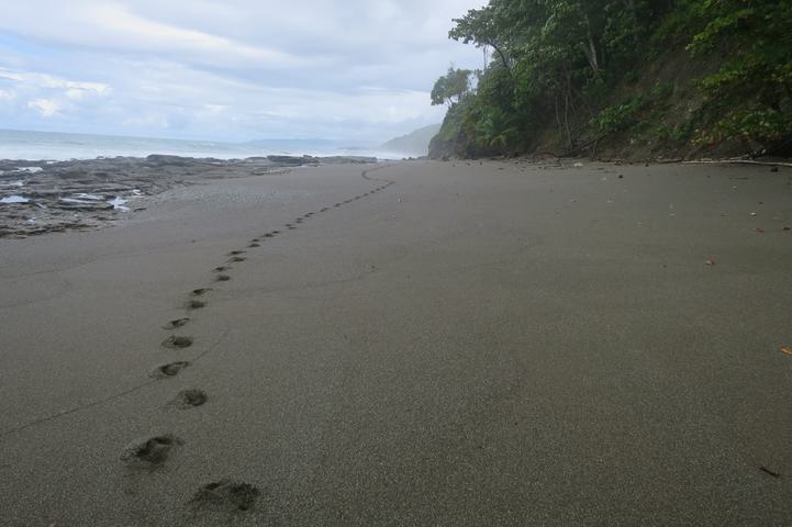 Costa rica matapalo beach c thomas power pura aventura