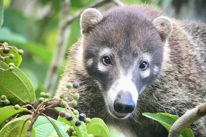 Costa rica matapalo coati c thomas power pura aventura