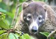 Costa rica matapalo coati c thomas power pura aventura