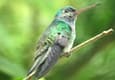 Costa rica matapalo hummingbird c thomas power pura aventura
