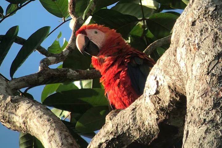 Costa rica matapalo scarlet macaw c thomas power pura aventura