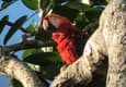 Costa rica matapalo scarlet macaw c thomas power pura aventura