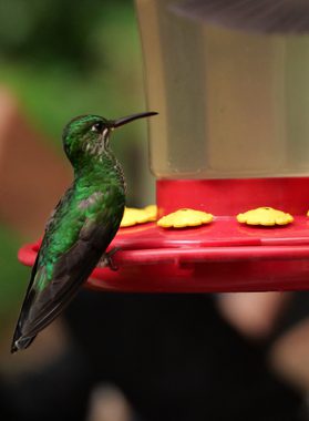 Costa rica monteverde kate humble 2