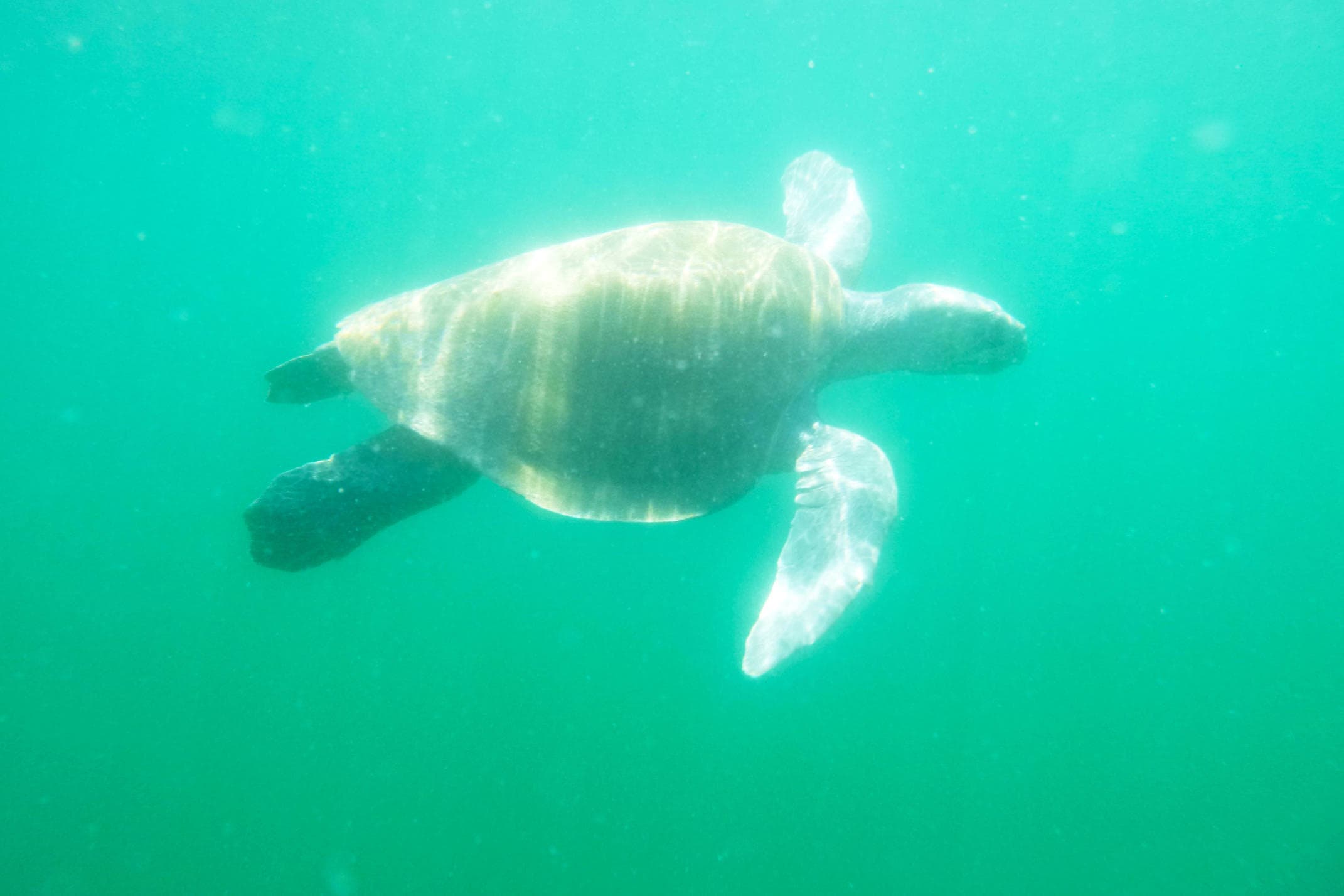 Costa rica nicoya peninsula ostional beach sea turtle swimming