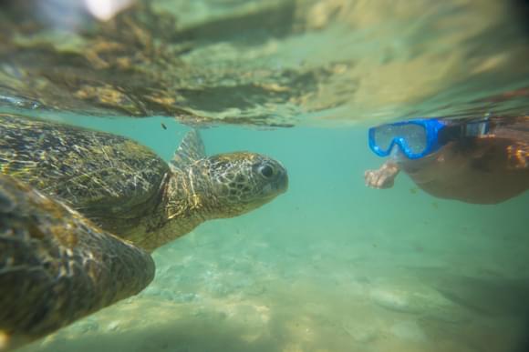 snorkelling with sea turtle costa rica