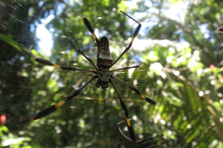 Costa rica osa drake bay spider c thomas power pura aventura