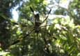 Costa rica osa drake bay spider c thomas power pura aventura