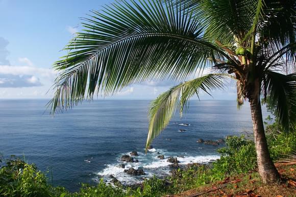 toucan tree osa peninsula