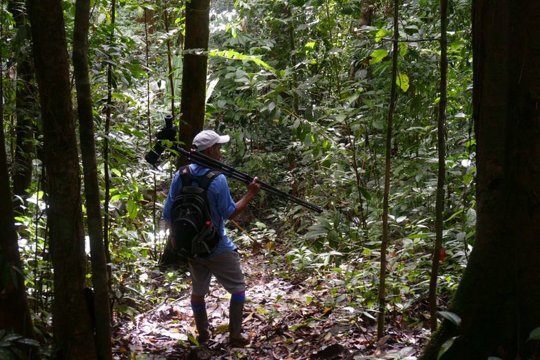 Costa rica osa peninsula corcovado national park el tigre guide carlos