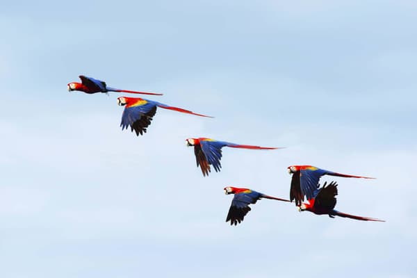 Costa rica osa peninsula corcovado national park flock of wild scarlet macaws on tree carate corcovado national park