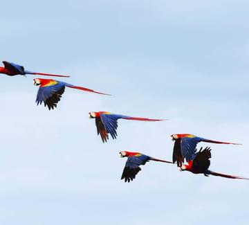scarlet macaws in flight