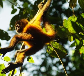 spider monkey landing on branch on osa peninsula