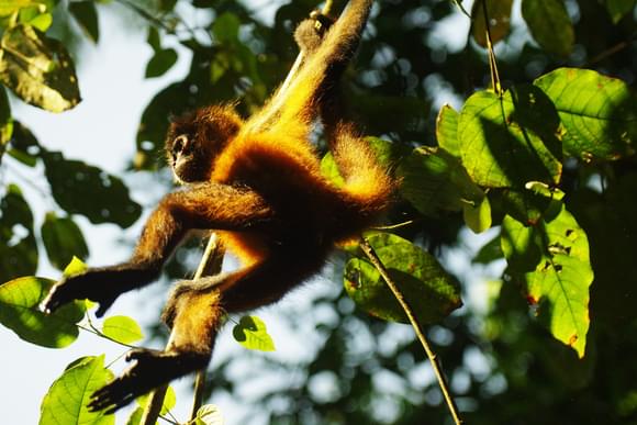 spider monkey landing on branch on osa peninsula