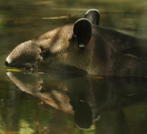 tapir in corcovado national park