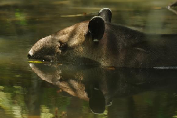 tapir in corcovado national park