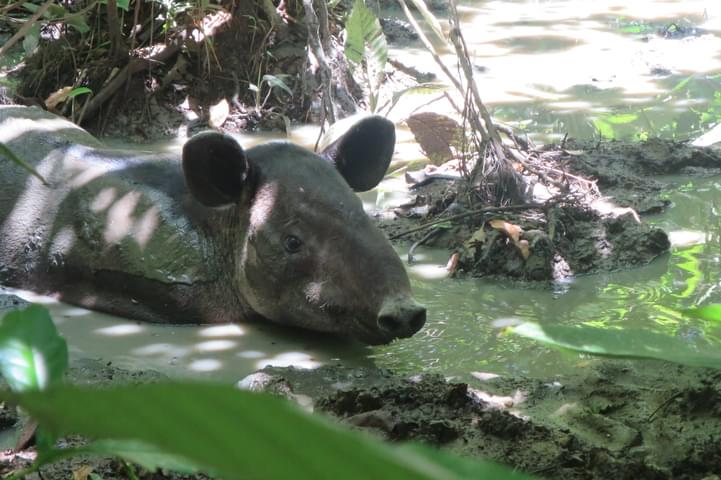 Costa rica osa peninsula corcovado tapir c thomas power pura aventura