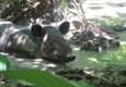 Costa rica osa peninsula corcovado tapir c thomas power pura aventura