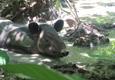 Costa rica osa peninsula corcovado tapir c thomas power pura aventura