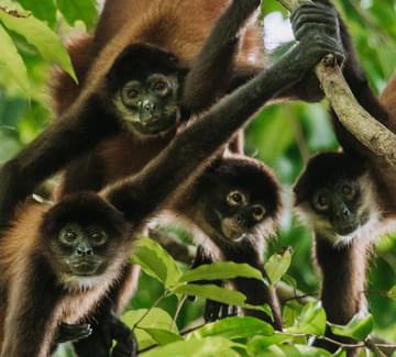 a family of spider monkeys looking at the camera in the osa peninsula